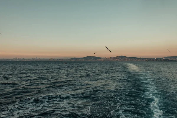 Cloudless sky, and seagulls flying over wavy sea — Stock Photo
