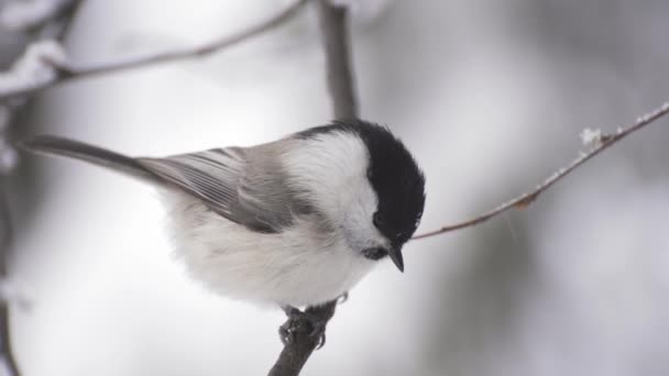 Kleine Vogelmeise auf dem schneebedeckten Ast — Stockvideo