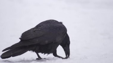Kışın kardaki kara karga. Şiddetli kar yağışı, kuzgun ısırır ve yer.