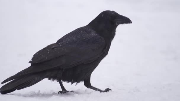 Cuervo negro en invierno en la nieve. Nieves fuertes, picaduras de cuervo y come — Vídeos de Stock