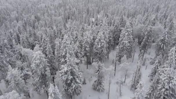 Αεροφωτογραφία παγωμένου δάσους με χιονισμένα δέντρα το χειμώνα. — Αρχείο Βίντεο