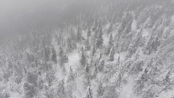 Widok z lotu ptaka na śnieżny las zimowy podczas opadu śniegu iglaste lasy górskie. — Wideo stockowe
