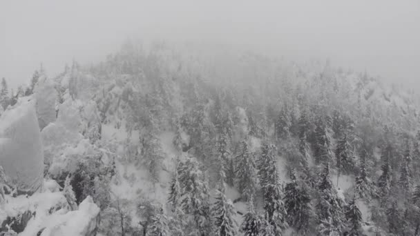 Tempestade de neve em uma montanha florestal com árvores geladas congeladas. Inverno nevado paisagem, nevasca. — Vídeo de Stock