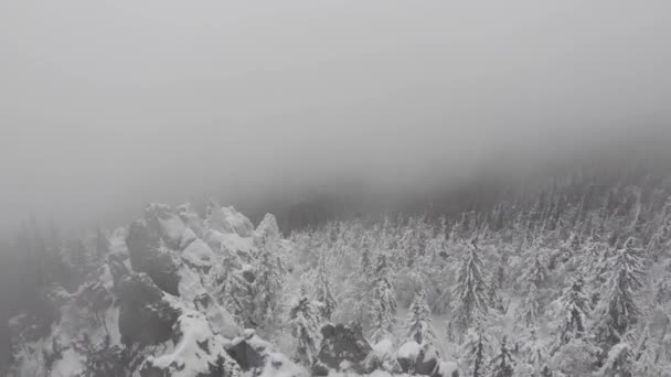 Schneesturm in einem Waldberg mit gefrorenen, frostigen Bäumen. Verschneite Winterlandschaft, Schneefall. — Stockvideo