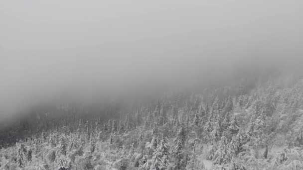 Vista aérea de un bosque congelado con árboles cubiertos de nieve en invierno. — Vídeos de Stock