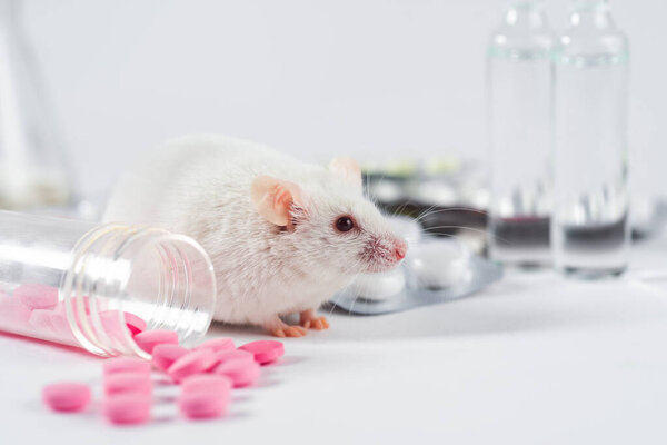 The laboratory rat sits near the scattered pills