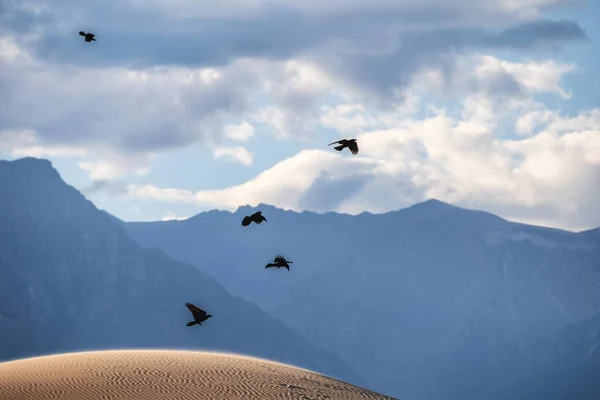 Madarak röpködnek az északi homokon a Bajkál-hegység hátterében — Stock Fotó
