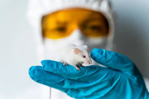 Bilim adamı elinde bir laboratuvar beyaz faresi tutuyor. SARS-CoV-2, Chinas Yeni Coronavirus Aşı Geliştirme ve Test Konsepti
