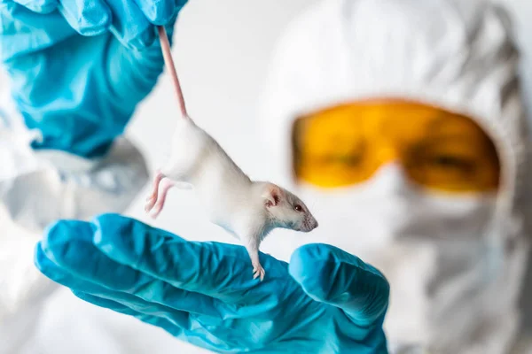 Bilim adamı elinde bir laboratuvar beyaz faresi tutuyor. SARS-CoV-2, Chinas Yeni Coronavirus Aşı Geliştirme ve Test Konsepti