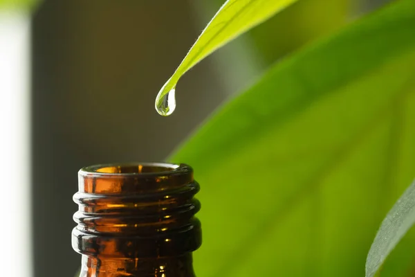 Herbal, gota de óleo medicina alternativa caindo de uma folha para a garrafa, com espaço de cópia — Fotografia de Stock