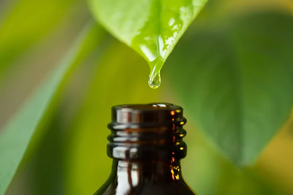 Травяная, альтернативная медицина капля масла падает с листа на бутылку, с копировальным местом — стоковое фото