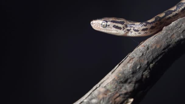 Ένα κροτάλισμα φίδι γλιστρά τη γλώσσα του πίσω στο στόμα — Αρχείο Βίντεο