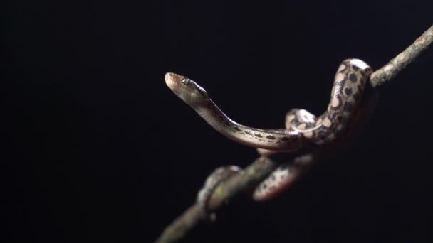 水パイソンヘビや茶色の水パイソン。ピコニダイヘビ科。テラリウムでペットとして飼われ. — ストック動画