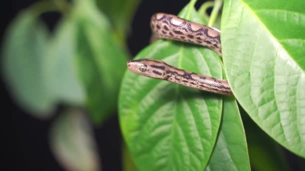 Una pequeña serpiente látigo rojo — Vídeo de stock