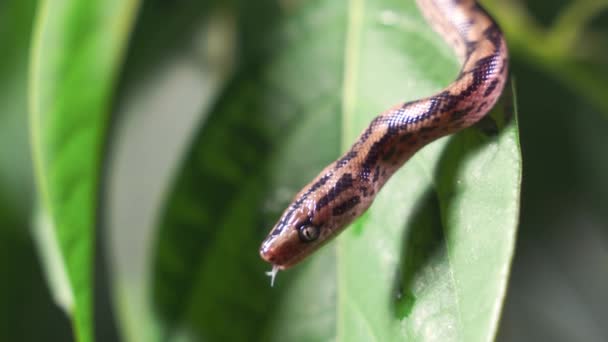 De boa constrictor opent zijn mond en laat zijn tanden zien. Gevaarlijke slang, exotische dieren — Stockvideo