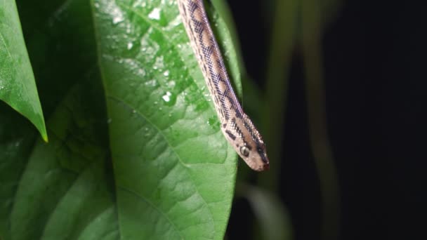 Waterpython slang of bruine waterpython. Pythonidae slangen familie. gehouden als huisdier in terraria. — Stockvideo