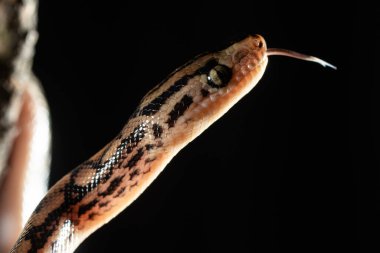 Kopya alanı olan bir jartiyer yılanının portresini kapat