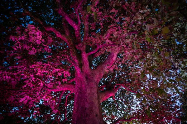 huge tree illuminated by magical multicolored light