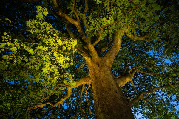 huge tree illuminated by magical multicolored light