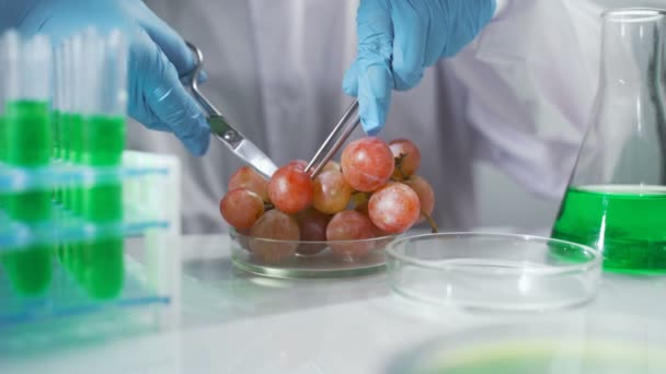 Scientist working on organic fruits and vegetables — Stock Video