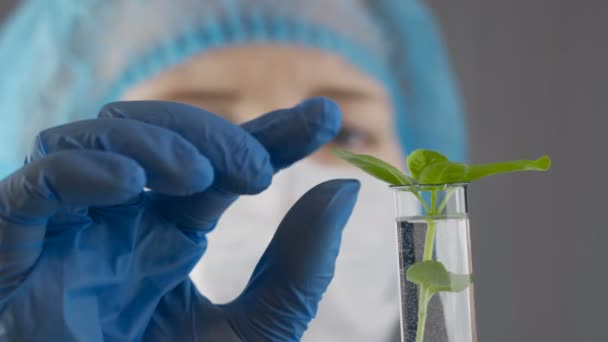 Botanist Woman Checking Genetically Modified Plants in Laboratory — Stock Video