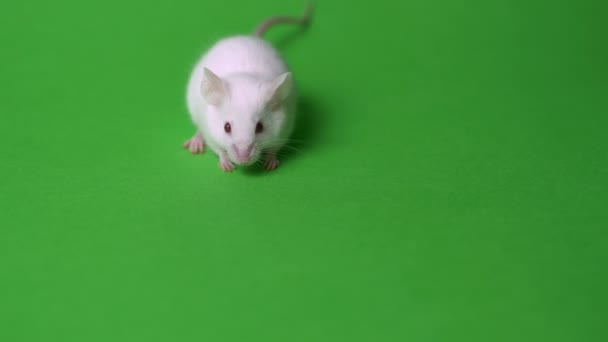 Bílá domácí myš na zeleném pozadí. Laboratorní myš vyčištěná a očichaná — Stock video
