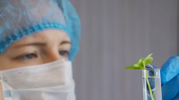 Mujer botánica revisando plantas genéticamente modificadas en laboratorio — Vídeo de stock