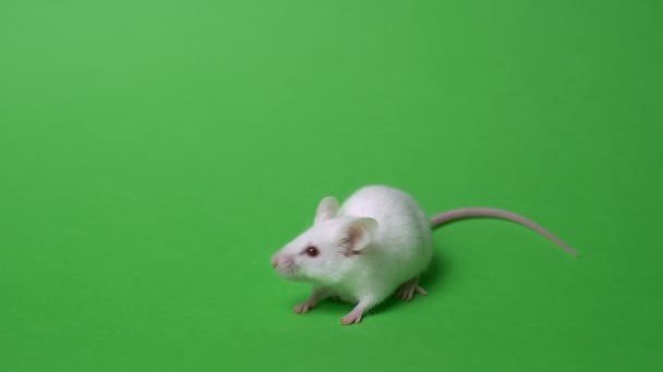 Біла домашня миша на зеленому фоні. Лабораторна миша очищена і нюхається — стокове відео