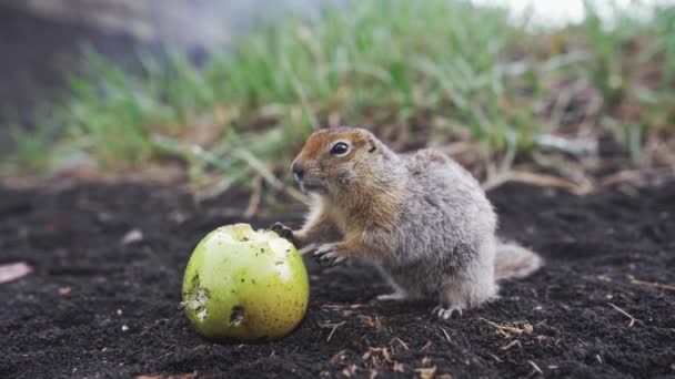 Divertido gopher comiendo una manzana. Kamchatka, Extremo Oriente de Rusia — Vídeos de Stock