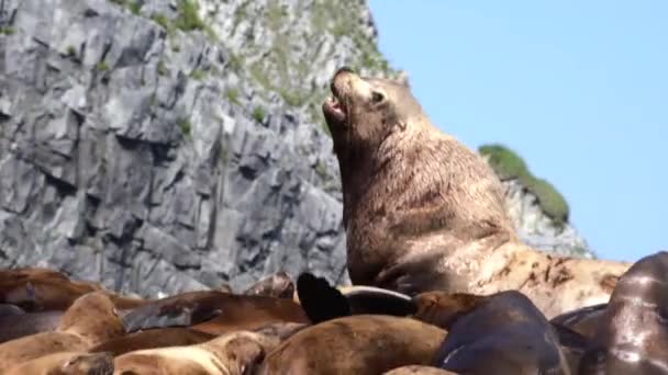 Rookery Steller sea lions. Island in the Pacific Ocean near Kamchatka Peninsula — Stock Video