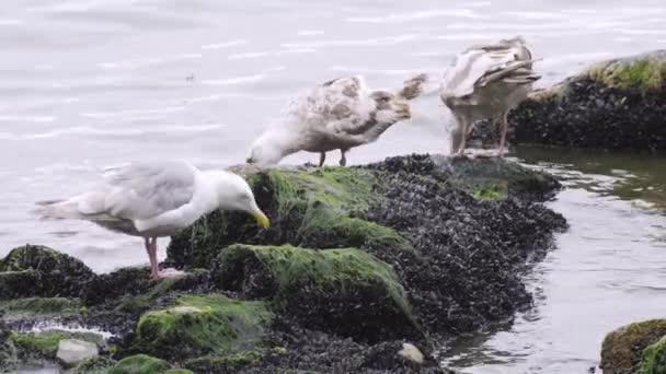 Zeemeeuwen schoonmaken, spatten en drinkwater op het strand in — Stockvideo