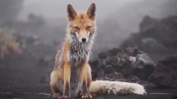 Кумедна лисиця дивиться на камеру, лягає і розтягується. Лис у дикій природі, Камчатка, Росія. — стокове відео