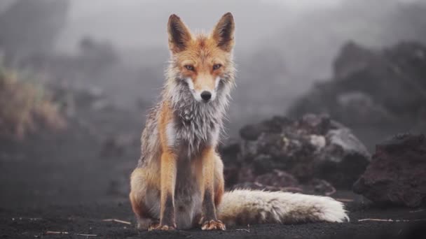 Red fox with the Tolbachik volcano — Stock Video