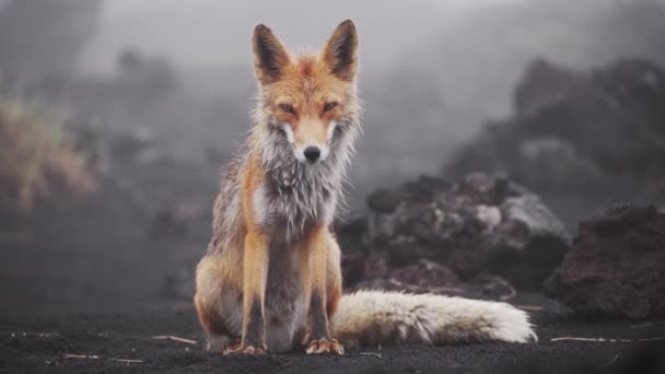 Divertido zorro rojo en Kamchatka. Zorro húmedo en condiciones naturales. — Vídeo de stock