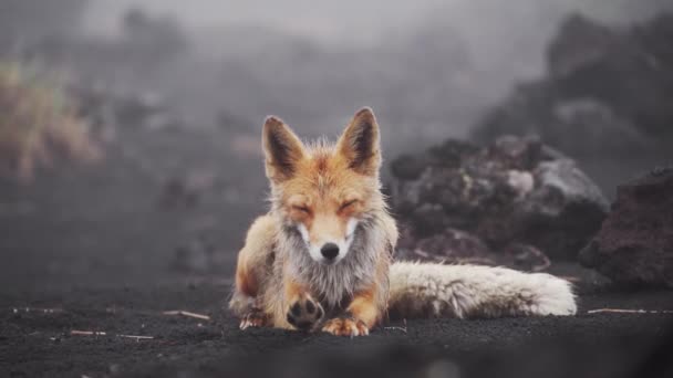 Забавна лисиця в дикій природі. Лягаючи, розтягується і стирчить язиком . — стокове відео