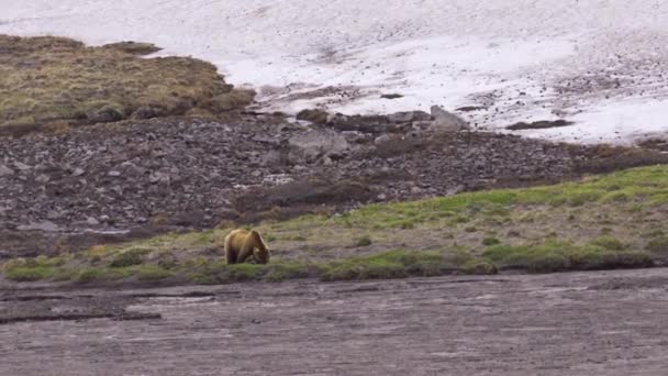 러시아 산 곰이야. 어리고 호기심많고 아름다운 갈색 곰을 만나는 모습 — 비디오