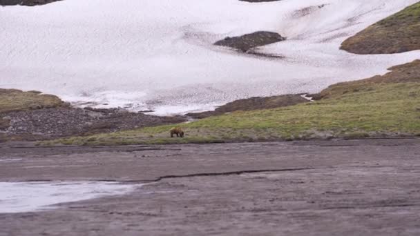 Bruine beer loopt op een glade in de verte. Het is koud en besneeuwd. — Stockvideo