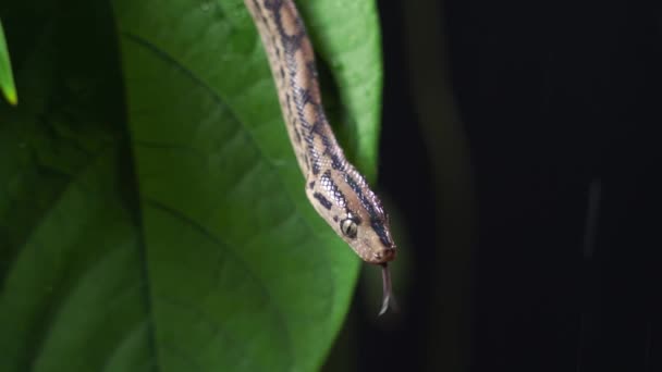 Крупный план с выборочным фокусом серой крысиной змеи в листве — стоковое видео