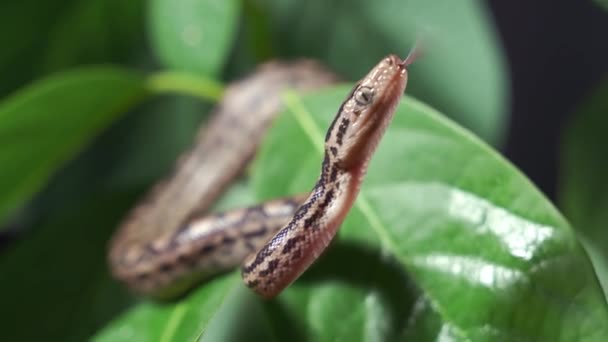 Ular Merangkak beracun. Viper merangkak di dalam air. Close-up. Gerakan Lambat. Musim panas, hari yang cerah. — Stok Video