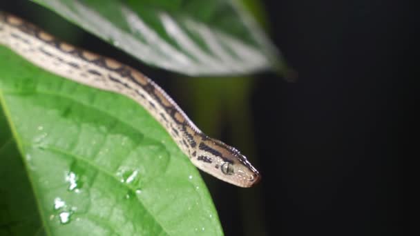 Primer plano con foco selectivo de serpiente de rata mascota gris en follaje — Vídeo de stock