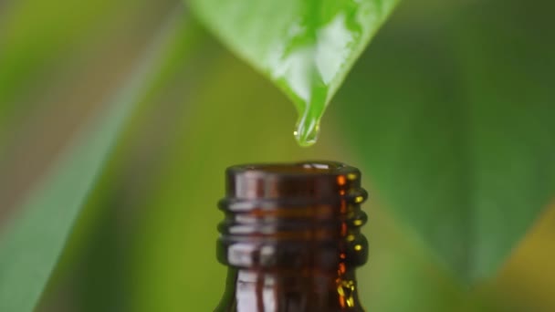 Αρωματικό αιθέριο έλαιο μέντας στο μπουκάλι με φρέσκο πράσινο φύλλο μέντας — Αρχείο Βίντεο