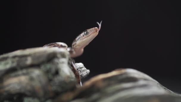 Очень крупный план голодной змеи — стоковое видео