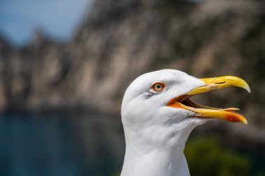 Martı kafası çığlık atarak kameraya bakıyor.