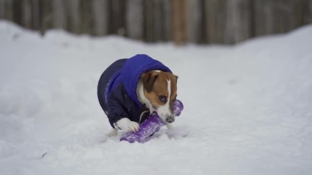 Pet joga com seu brinquedo favorito goma de mascar na neve. — Vídeo de Stock