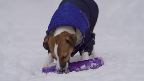 Mascota juega con su juguete de goma de mascar favorito en la nieve. — Vídeos de Stock