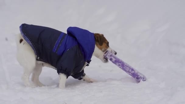 Roztomilý, zábavný pes oblečený v teplých módních zimních šatech. Venku sněží. Procházka se psem v zimě — Stock video