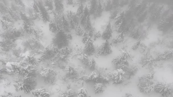 Vista aérea de un bosque congelado con árboles cubiertos de nieve en invierno. Vuelo sobre bosque de invierno, vista superior. — Vídeos de Stock