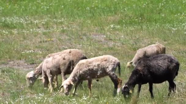 Hejno zírajících ovcí, skupina ovcí pasoucích se v ohradě na farmě, stádo s ovcemi pasoucími se na louce — Stock video