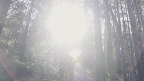 Медленно перемещаясь по лесу на рассвете в летний день с мерцающим светом сквозь ветви — стоковое видео