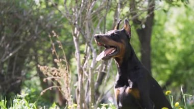 İtaatkar köpek tüm antrenör emirlerini yerine getirir. Doberman köpeğini uyarın.